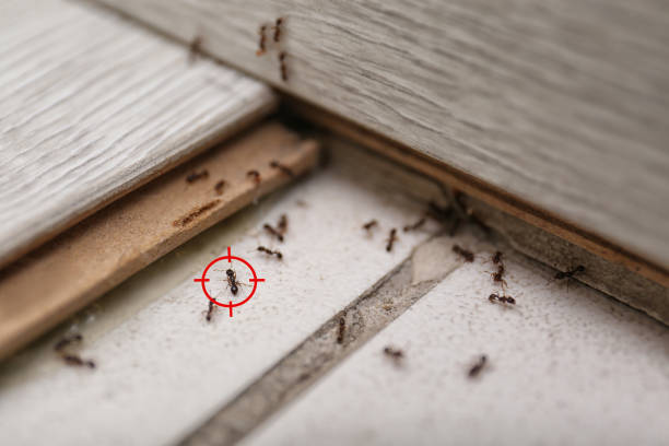 Best Wasp Removal Services  in La Verne, CA