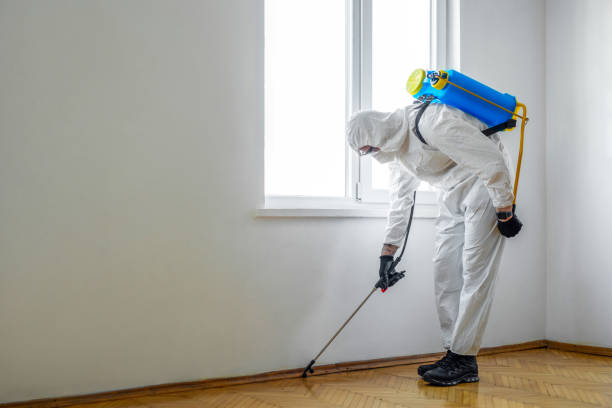 Best Local Pest Control Services  in La Verne, CA