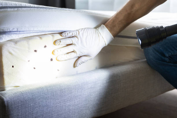 Best Bed Bug Extermination  in La Verne, CA