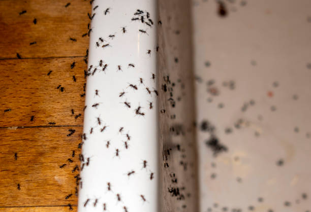 Pest Control Cost in La Verne, CA