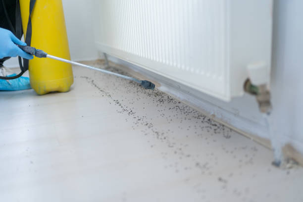 Best Flea Control Services  in La Verne, CA